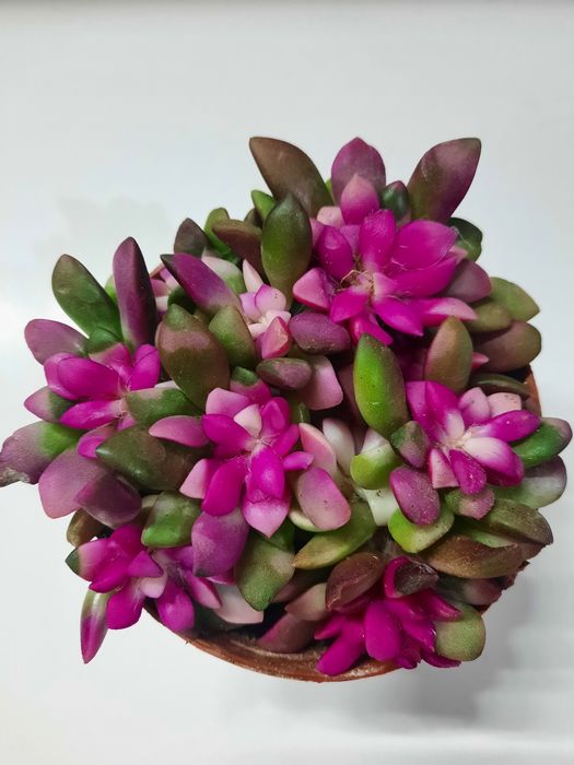 Продаются суккуленты