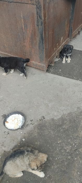 Щенки. Отдадим в хорошие руки