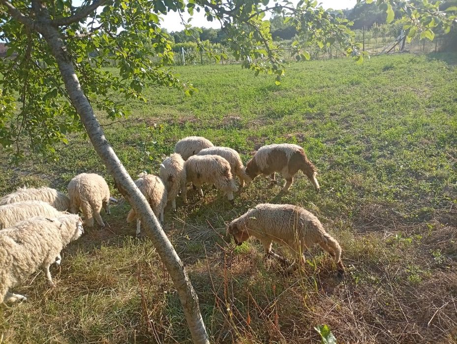 Miei de anul asta