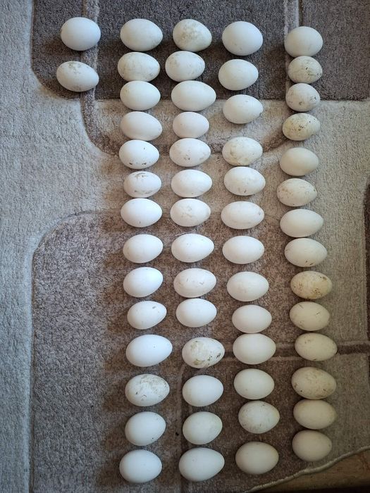 Продавам оплодени гъши яйца и гъсета