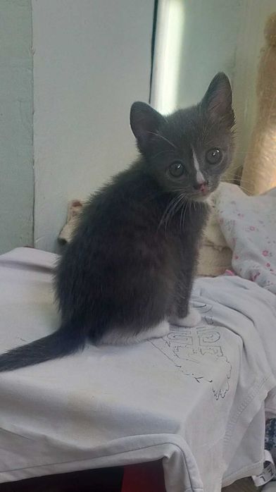 Бесплатно дарим котят