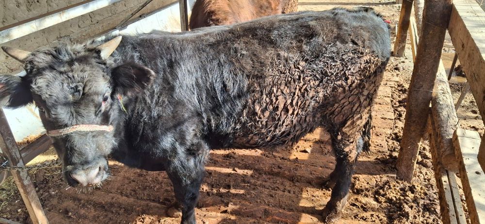 Бұқа бордақы сатылады