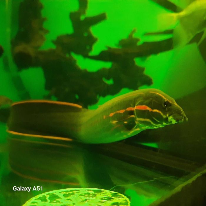 рибки и аквариум