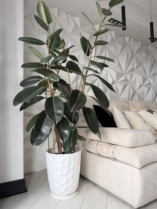 Фикус Эластика, Гигант, 3 ствола, высота 1,65