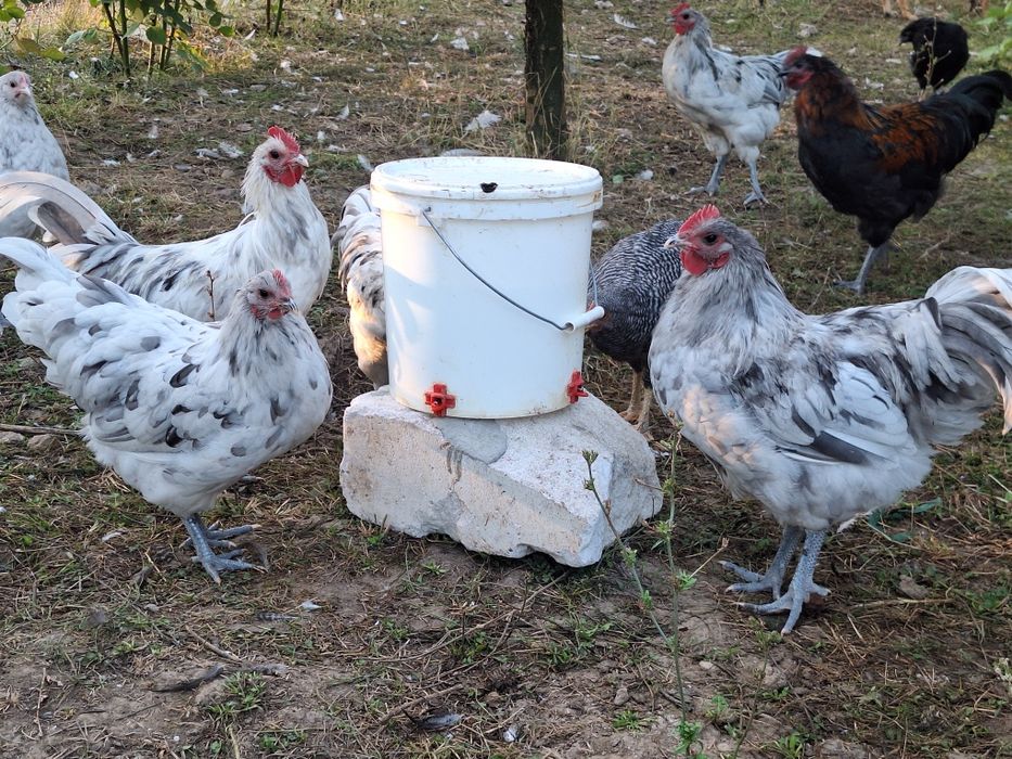 Cocoșei și puicuțe Australorp