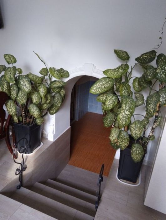 Здравствуйте, комнатные растения