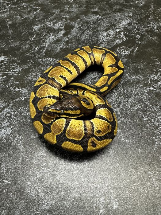 Королевский питон