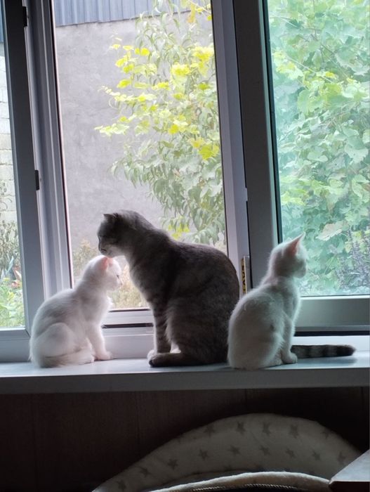 Котенок ищет любящую семью