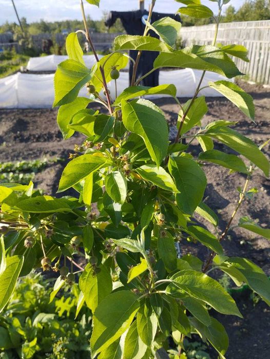 Продам дачу в обществе Борки