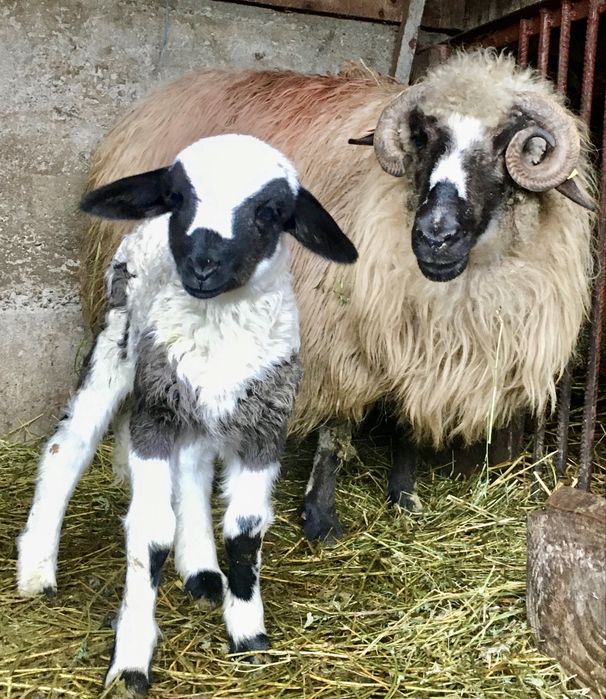 Oi breze cu miei de vânzare