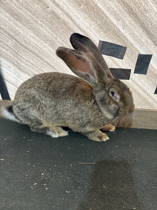 Femela si Mascul Urias german