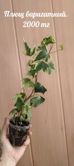 Продам комнатные растения