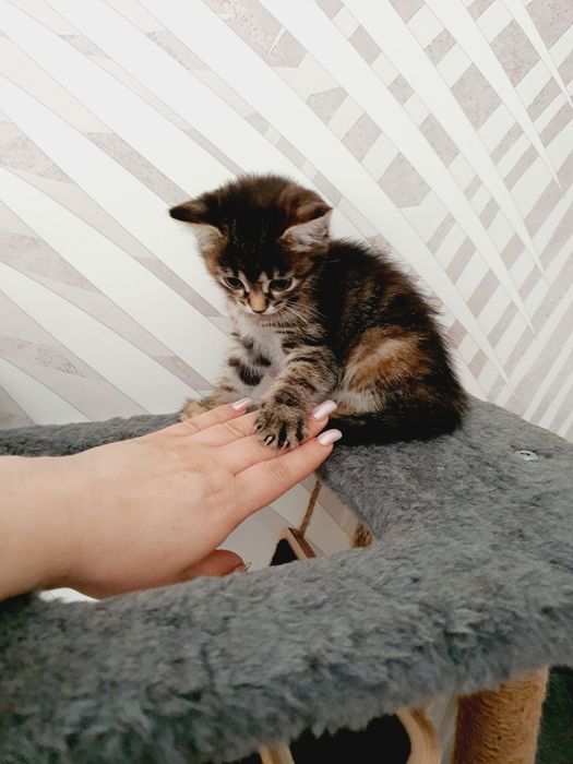 Отдам в добрые руки