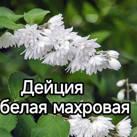 Садовые многолетние кустарники