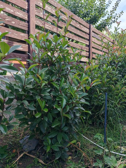 Plante mari  Photinia