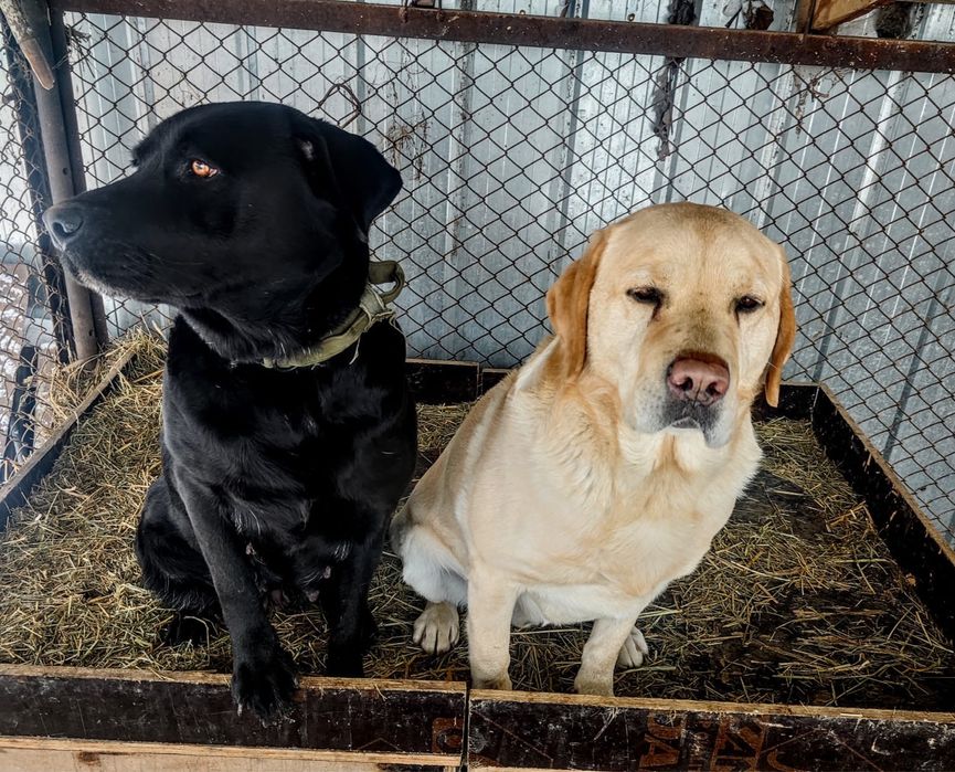 Щенки Лабрадоров