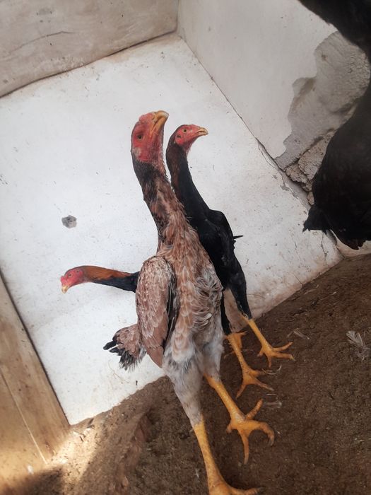 Yaxshi kokraklari bolgan tugyonga ketgan direktor ofisda oyoqlarini yoyadi va porno tomosha qilish u