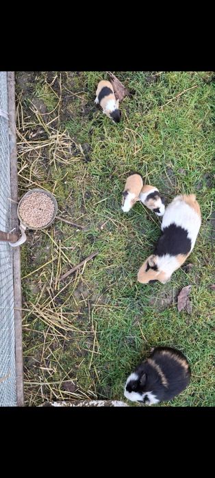 Donez Porcușori de guineea