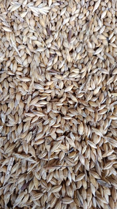 Vând grau si orzoaica 2025