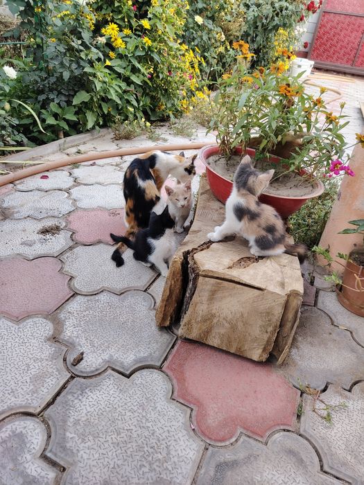 Котята бесплатно