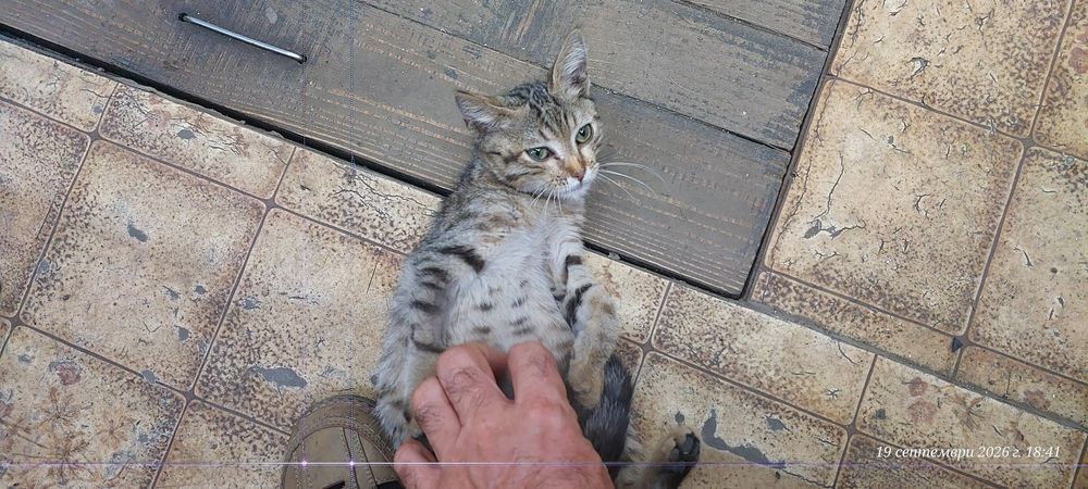 Подарявам малко женско коте