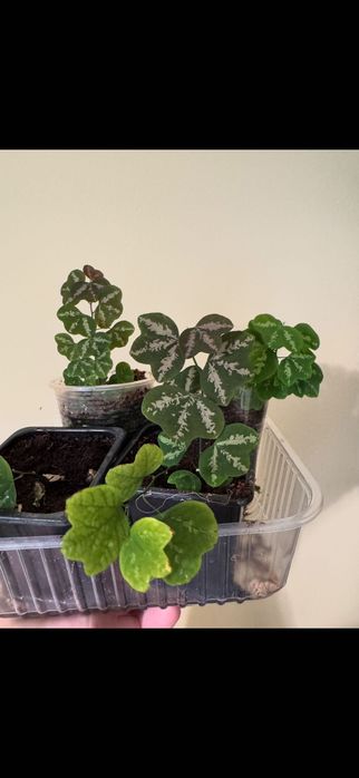 Пассифлора трехлистная,страстоцвет