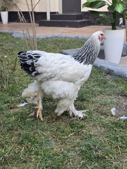 Brama tovuq tuxumi va joʻjasi sotiladi. Qoni va zoti tozasi.