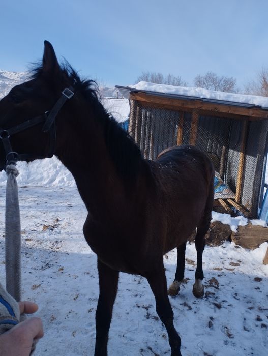 Продам лошадь жебчика