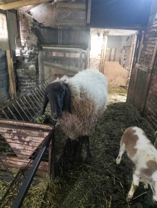 Продавам черноглав коч