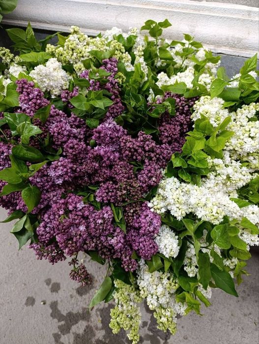 Сирень - сезон открыт