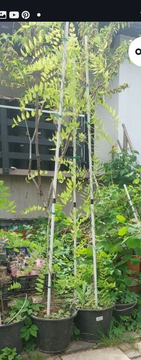 Glicina în ghiveci, wisteria mov - producător plante ornamentale