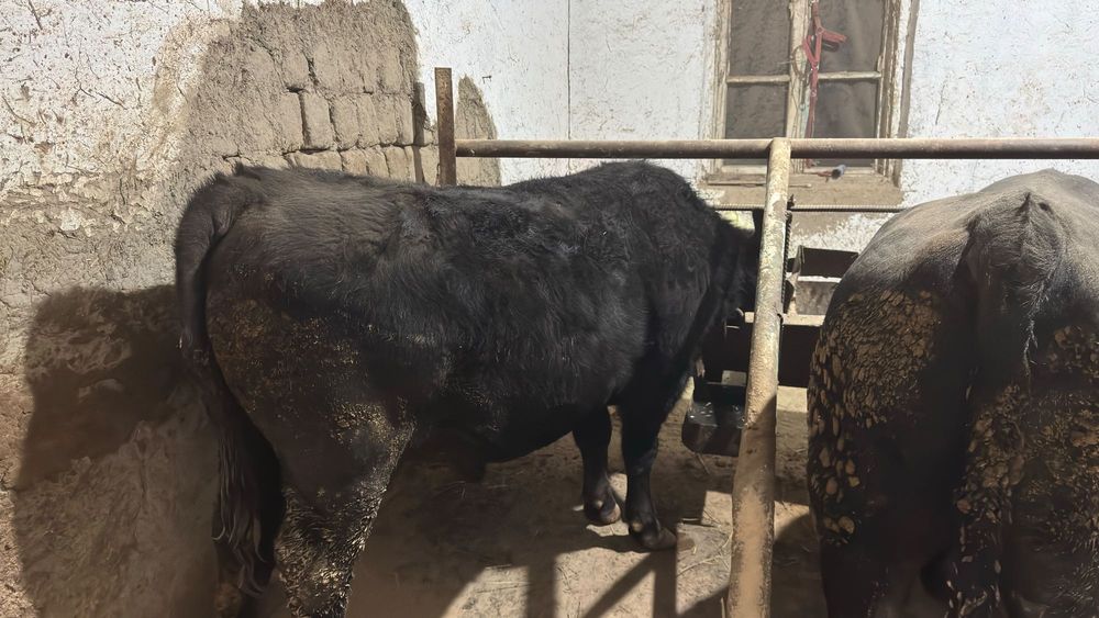 Aberdin Angus buqalar buqasi.