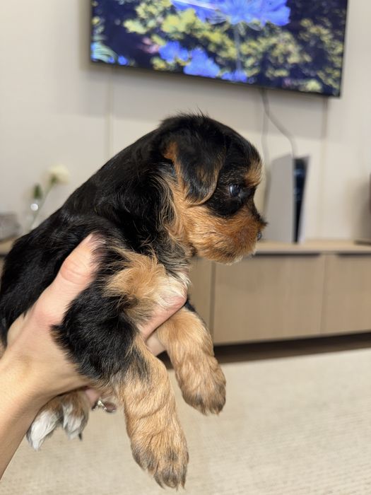 Щенки Йоркширского терьера