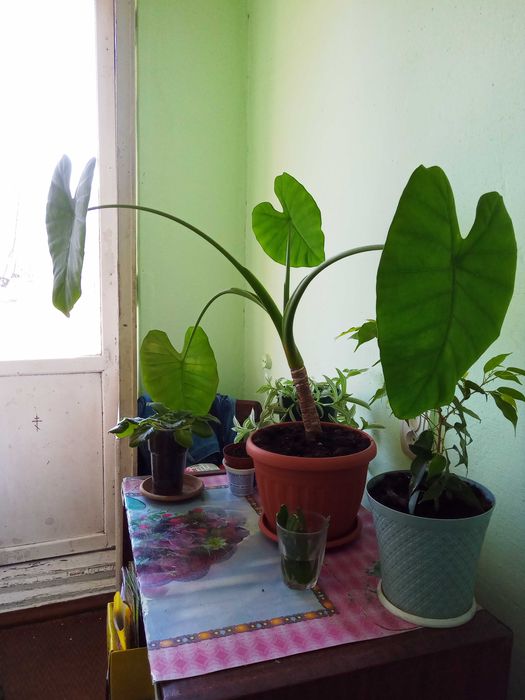 продам комнатное растение алоказия