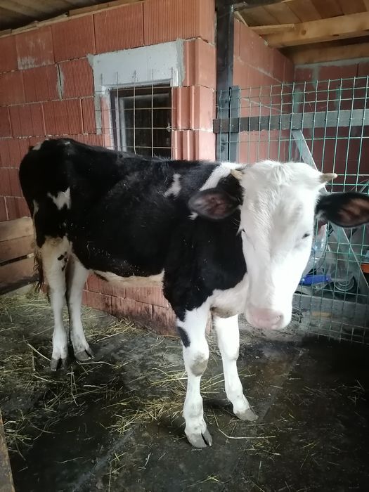 Vând vițea 10 luni
