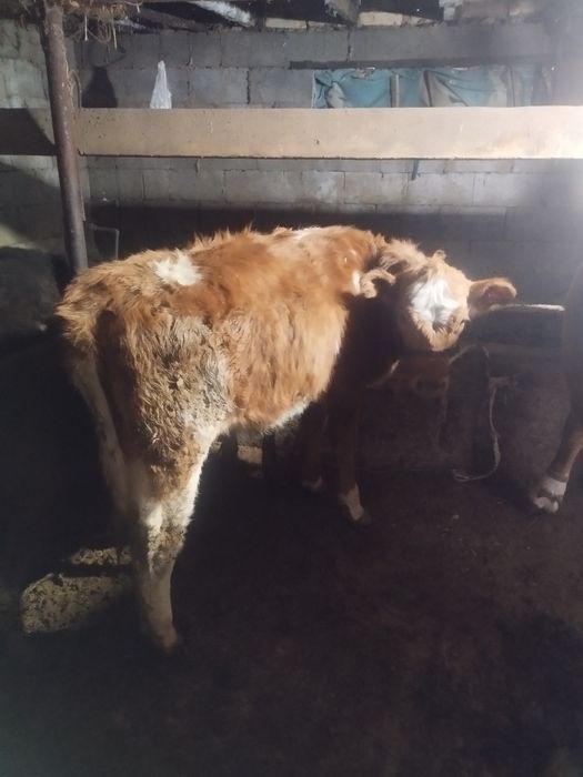 Продаётся тёлочка симментальской породы