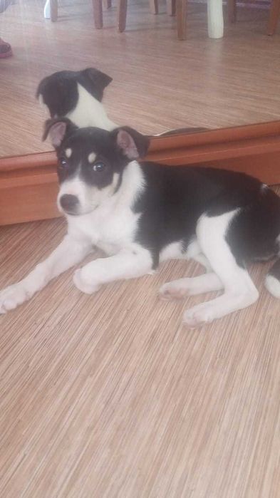 Ищем дом  трёхмесячной малышке !