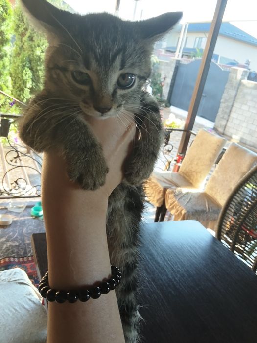 продам котят в хорошие руки