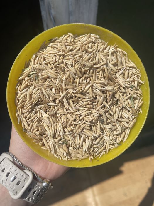 овес кормовой в мешках