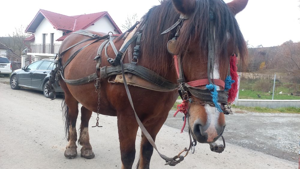 Cal tracțiune 7 ani cu caruta plug etc..