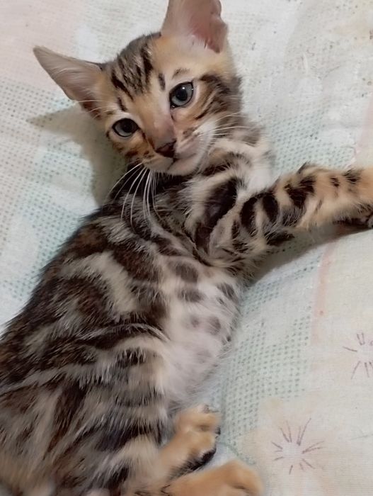 Продаются бенгальские котята