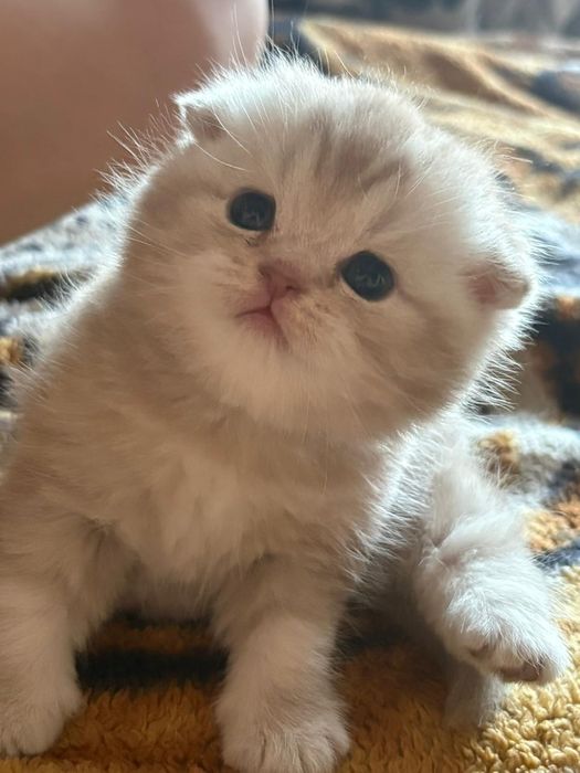 котенок веслоухий шотландец
