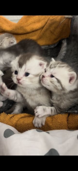 Вислоухие котята