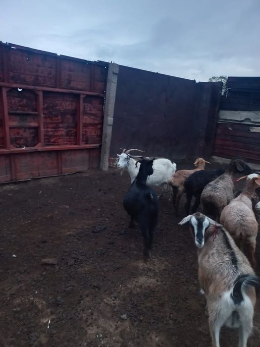 Семиз ешкилер сатылады