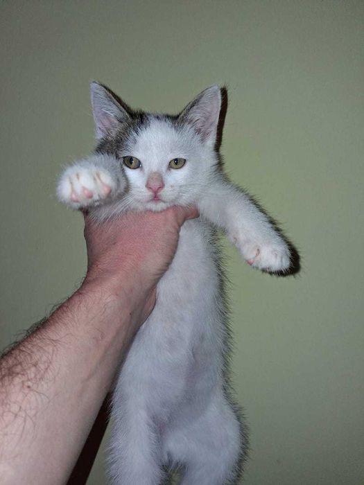 отдам котят добрым людям