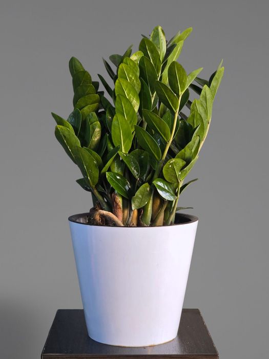 Замиокулькас Цветы Орхидея Гуллар Комнатные Растения Долларовое дерево