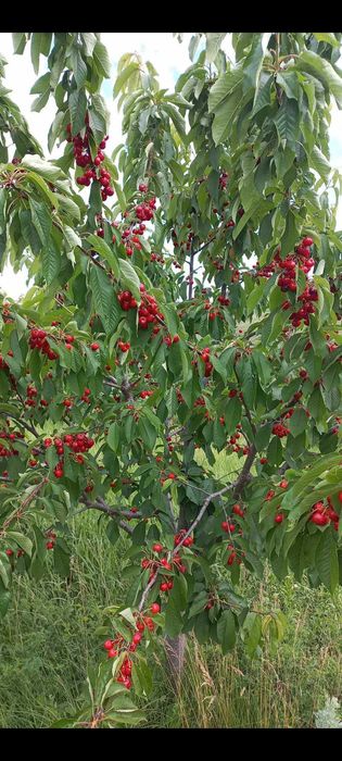 Vand teren intravilan Cristesti Braesti Iasi