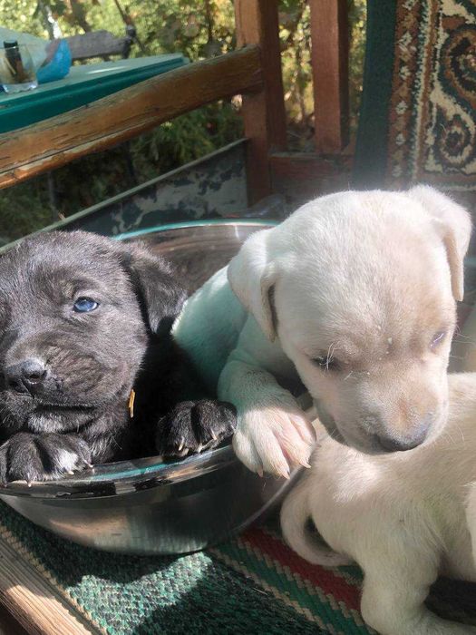 Продажа щенков итальянской породы Кане-корсо