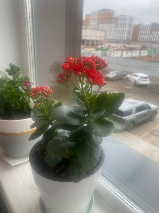 Продам цветок каланхоэ