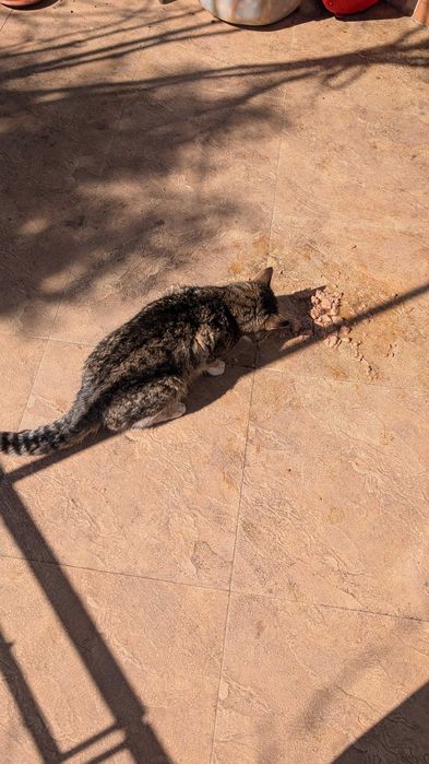 Подарявам изключително добър котарак